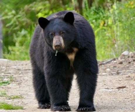 Black bear standing on trail